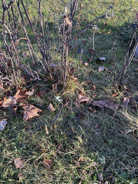 Gravnummer: GK A 3   592