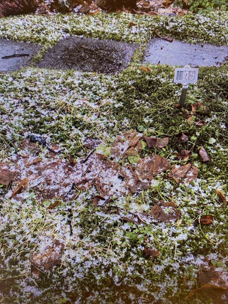 Gravnummer: 1 I    45