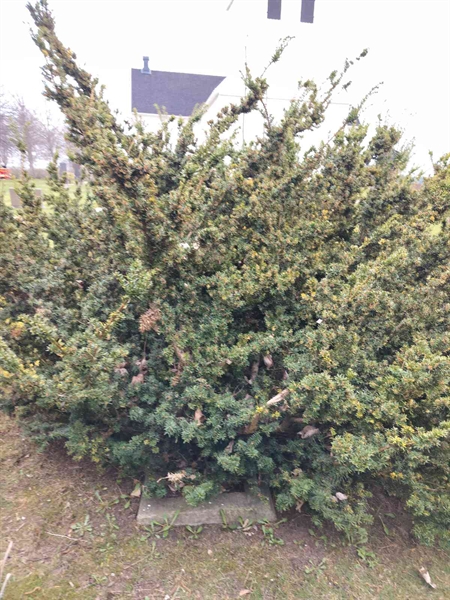 Gravnummer: TÖ 6   347