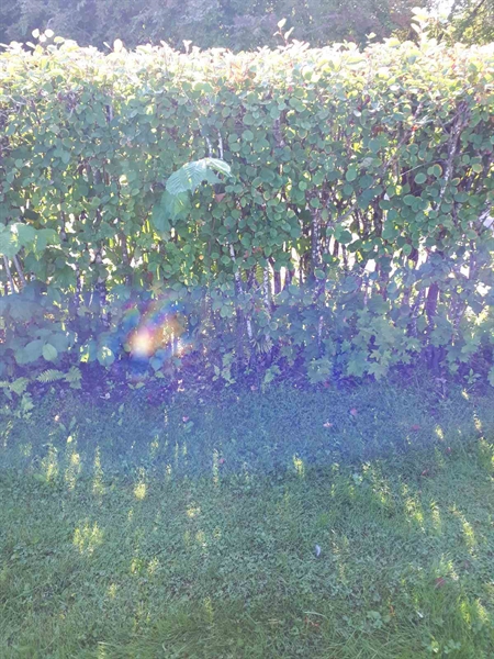 Hautatunnus: NK F G   279