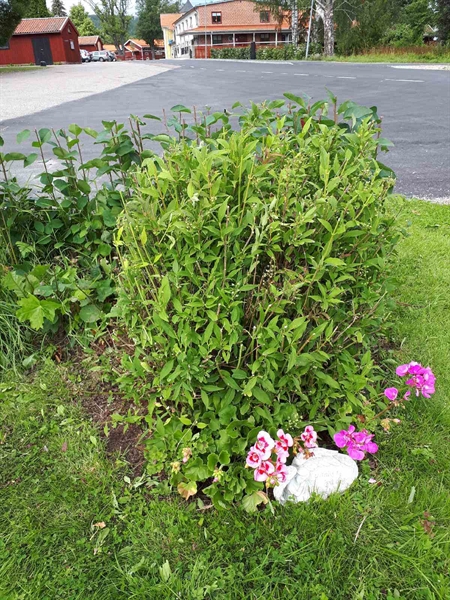 Hautatunnus: NK F C   115