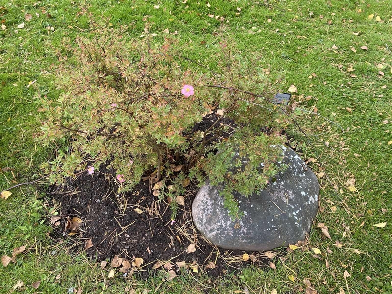 Hautatunnus: 2 C   319