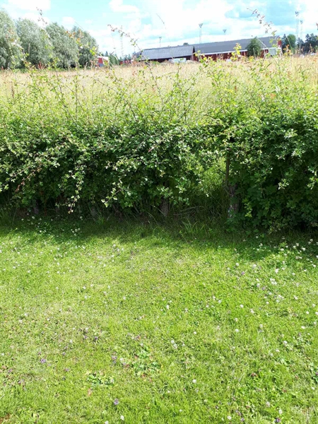 Gravnummer: GK F 5   488