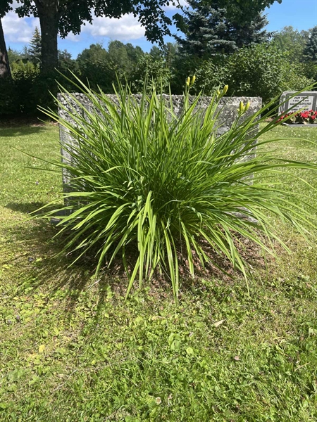Hautatunnus: 1 B1   118