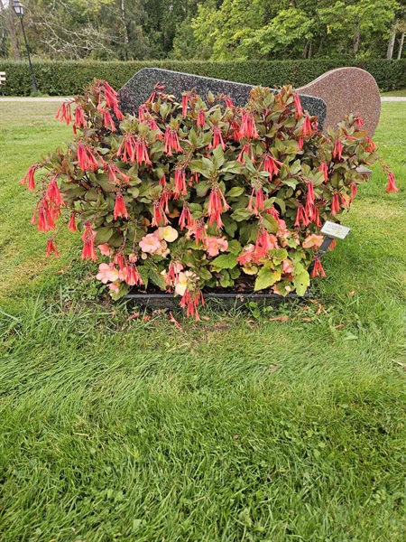Hautatunnus: Fr 8   118-119
