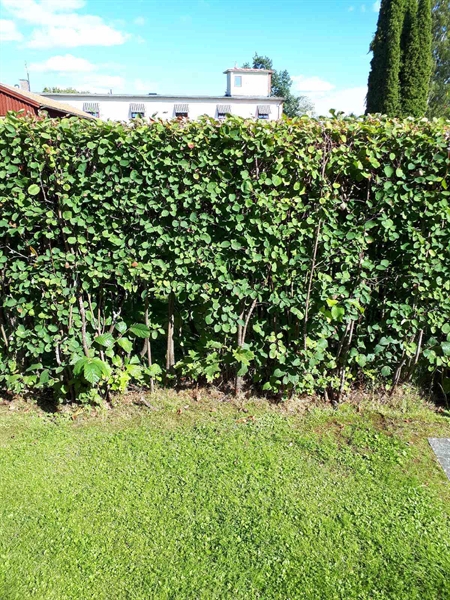 Gravnummer: NK F G    25