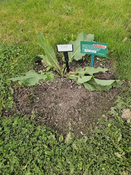 Hautatunnus: Fr 8   170