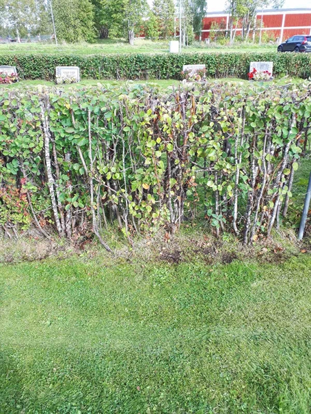 Hautatunnus: NK F B   124