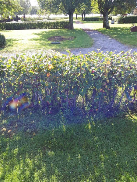 Grave number: NK F B    83