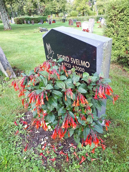 Hautatunnus: NK F D   242A