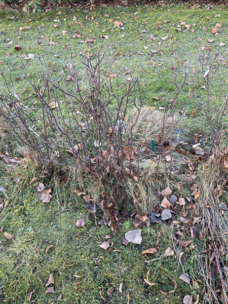 Gravnummer: GK A 3   491