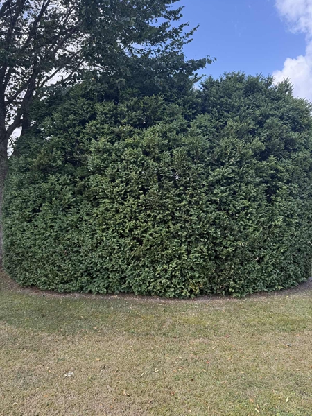 Grave number: SP A    45, 46