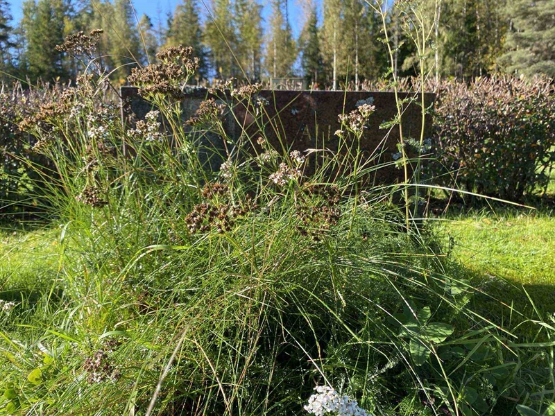 Grave number: 1 22     29