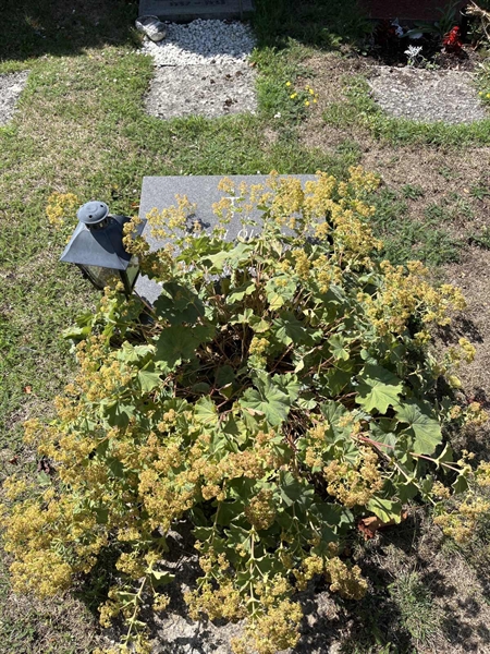 Grave number: NK I:u   157