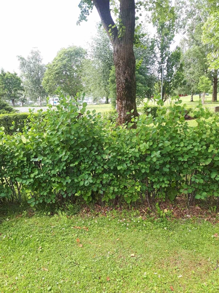 Gravnummer: GK F 5   615