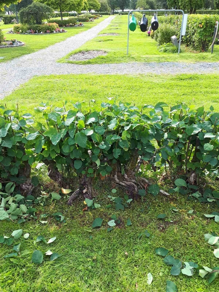 Hautatunnus: NK F C    75-76