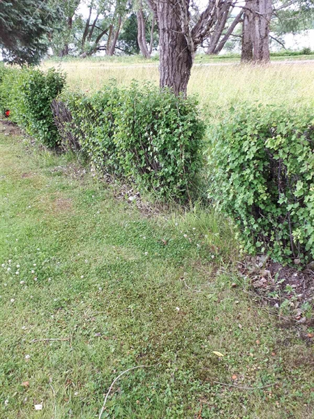 Hautatunnus: GK F 5   536