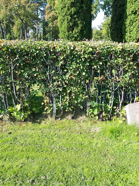 Gravnummer: NK F G   230