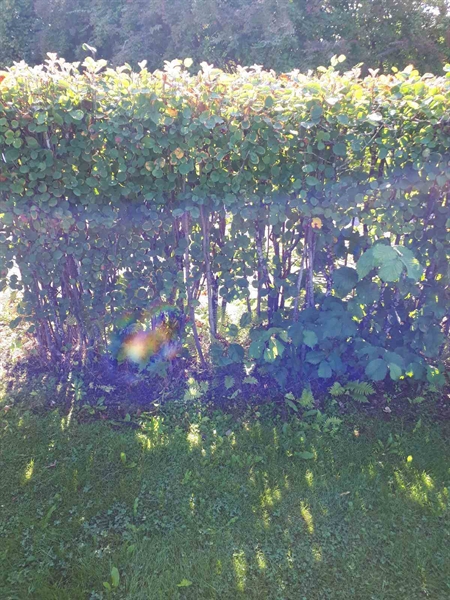 Grave number: NK F G   278