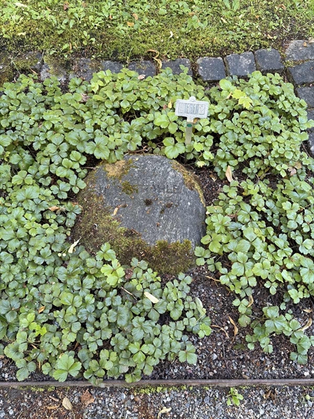 Hautatunnus: 1 I   112