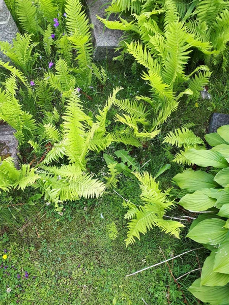 Hautatunnus: GK A 5   121M