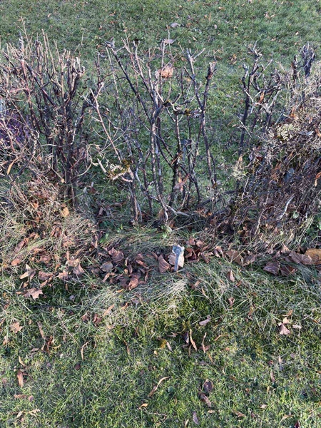 Gravnummer: GK A 3   617