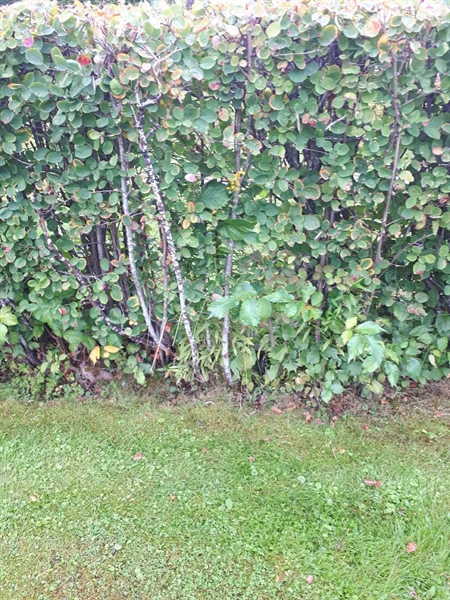 Gravnummer: NK F G   139