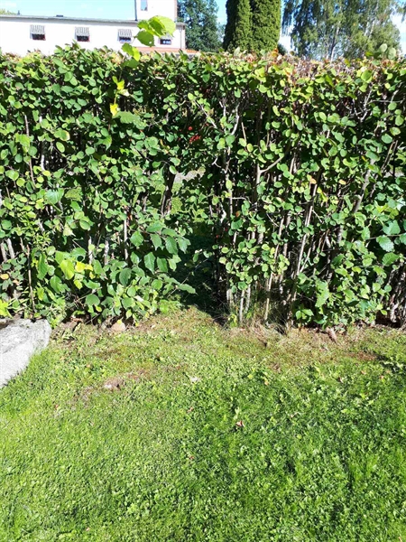 Gravnummer: NK F G    31