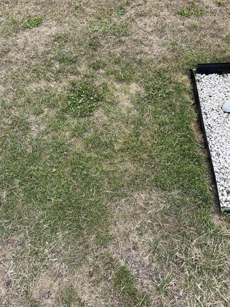 Grave number: NK XX:u   443
