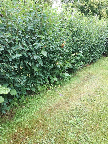 Grave number: GK F 5   569