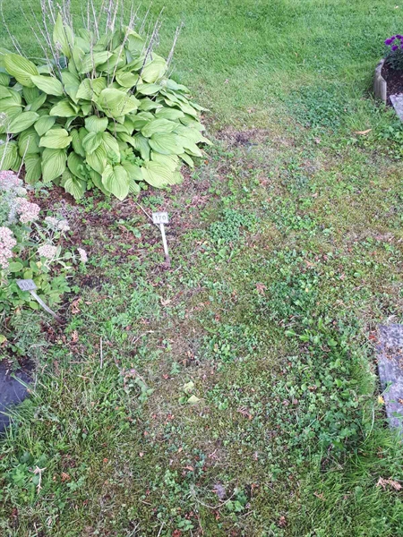 Gravnummer: NK A A   170