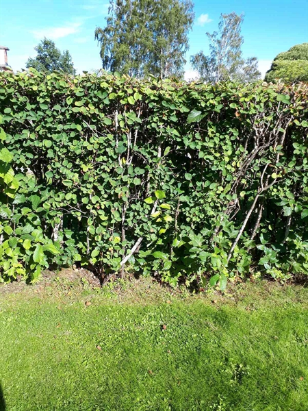 Hautatunnus: NK F G    39