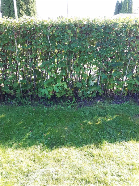 Grave number: NK F G    43