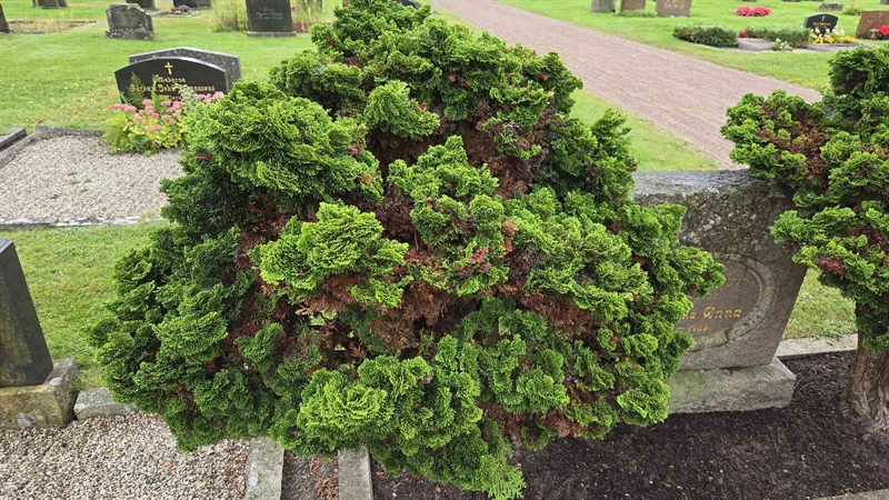 Hautatunnus: LM 3 44  001