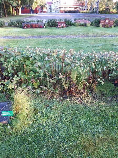 Hautatunnus: NK F B    31