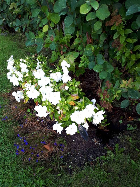 Hautatunnus: NK F C     7-8