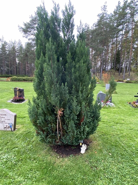 Hautatunnus: 2 C   132-133