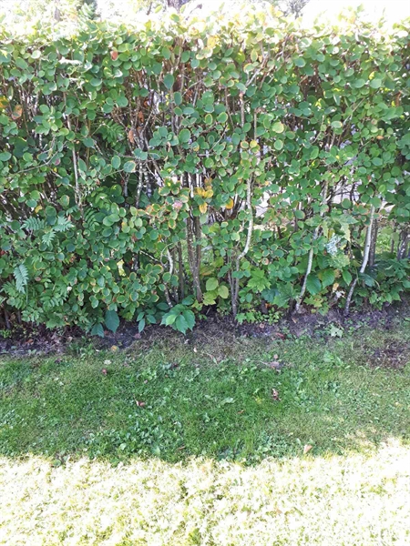 Grave number: NK F G     2