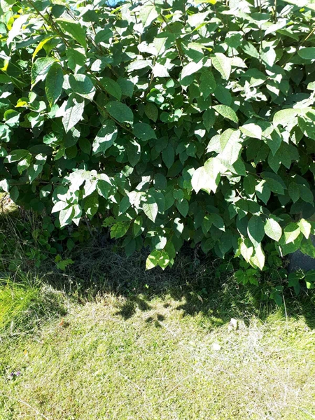 Hautatunnus: GK A 5   148H