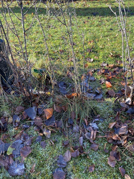 Gravnummer: GK A 3   436