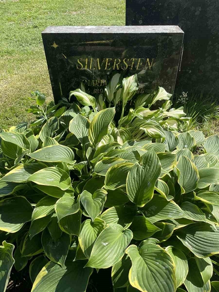 Grave number: N 5 2   312