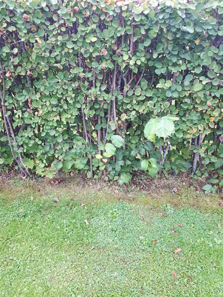 Hautatunnus: NK F G   141