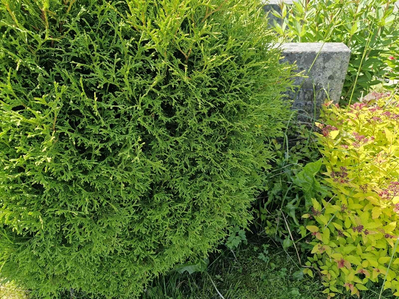 Hautatunnus: 1 ARVED 26