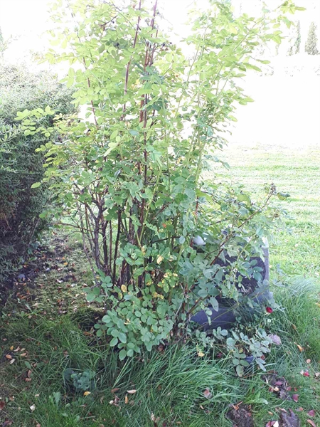 Hautatunnus: NK F D   460