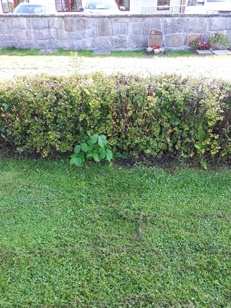 Gravnummer: NK F G   219