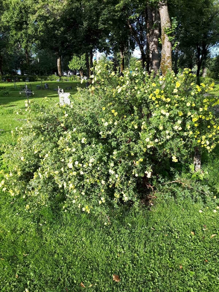 Hautatunnus: GK A 4   423V