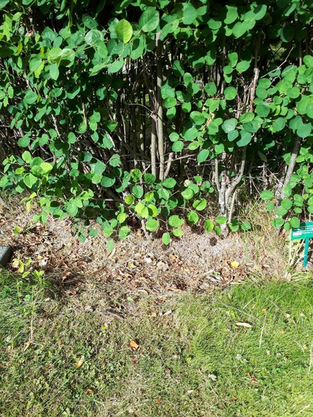 Hautatunnus: GK A 5   212H