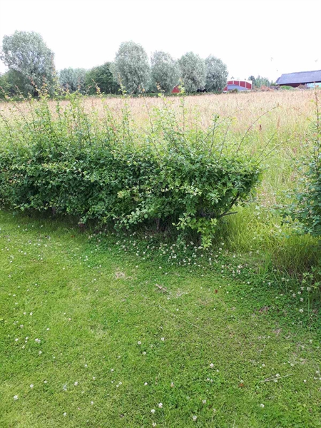 Gravnummer: GK F 5   491