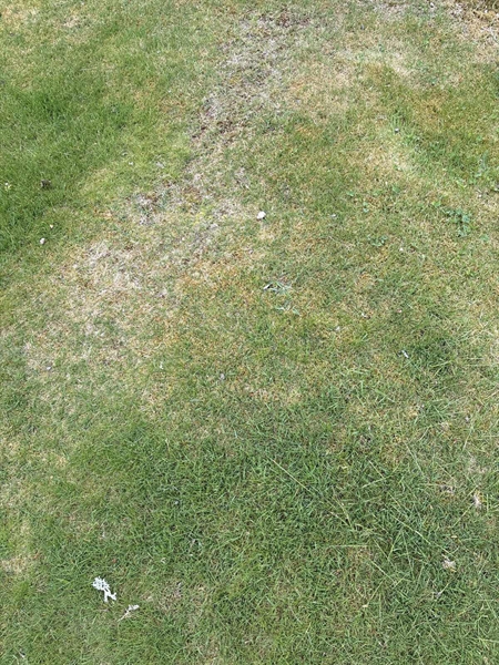 Grave number: SKF A   238