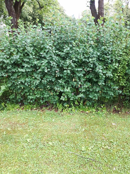 Gravnummer: GK F 5   566